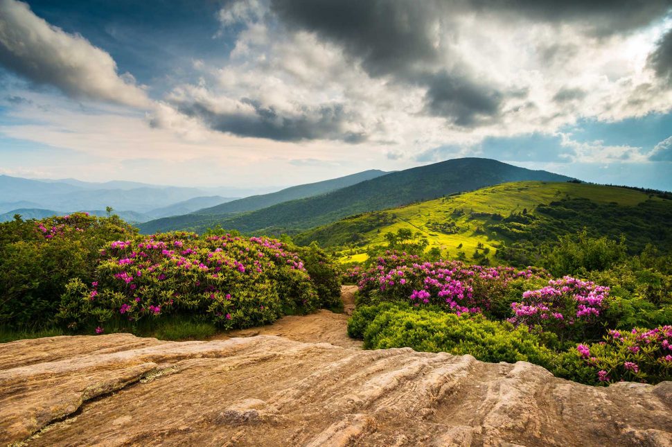 Catawba rhododendron in bloom on a rocky bald with open highland meadows